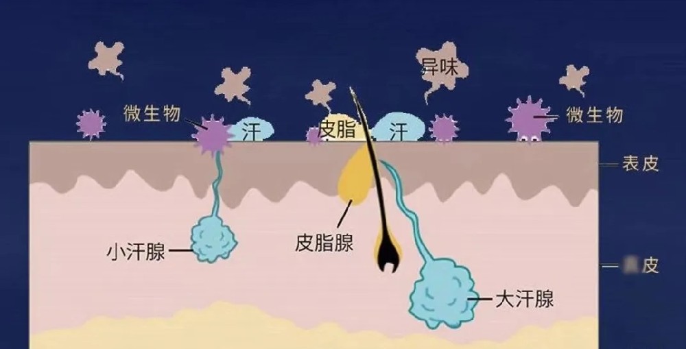 【特色技術(shù)】腋臭 “退退退”！來(lái)看看忠縣人民醫(yī)院皮膚科微創(chuàng)療法真香現(xiàn)場(chǎng)